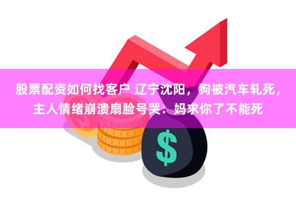 股票配资如何找客户 辽宁沈阳，狗被汽车轧死，主人情绪崩溃扇脸号哭：妈求你了不能死